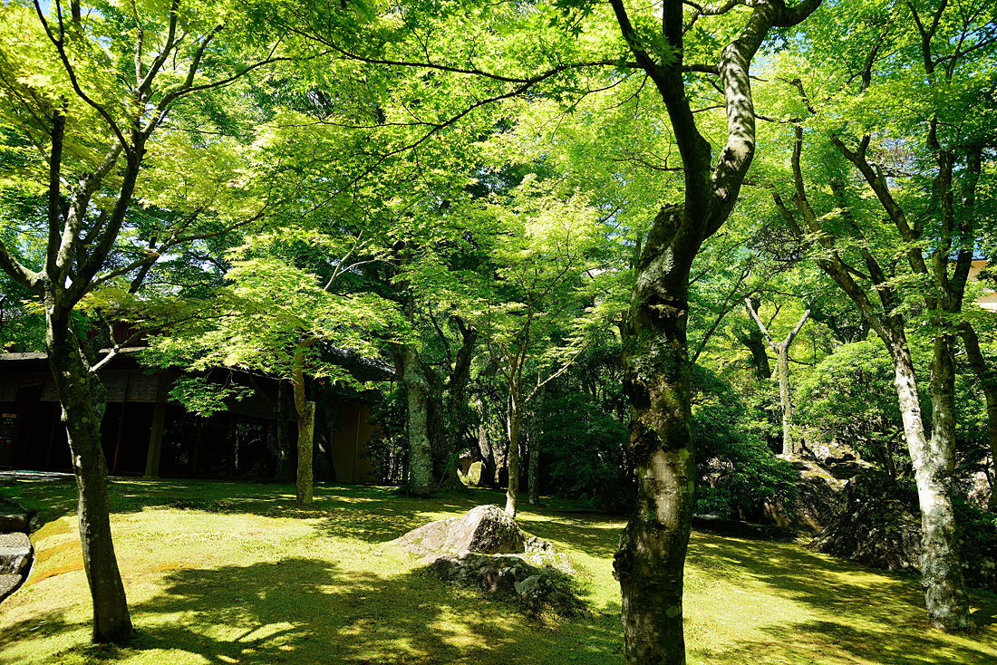 新緑の箱根美術館