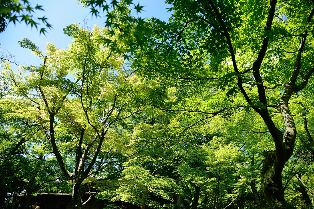 新緑の箱根美術館