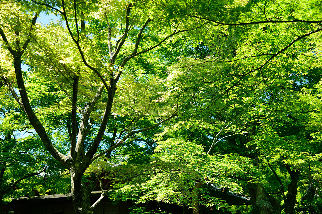 新緑の箱根美術館