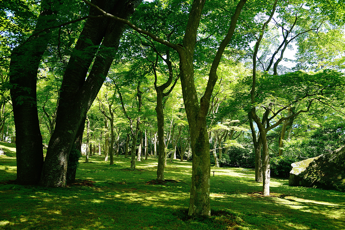 新緑の箱根美術館