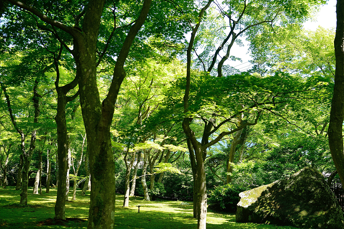 新緑の箱根美術館