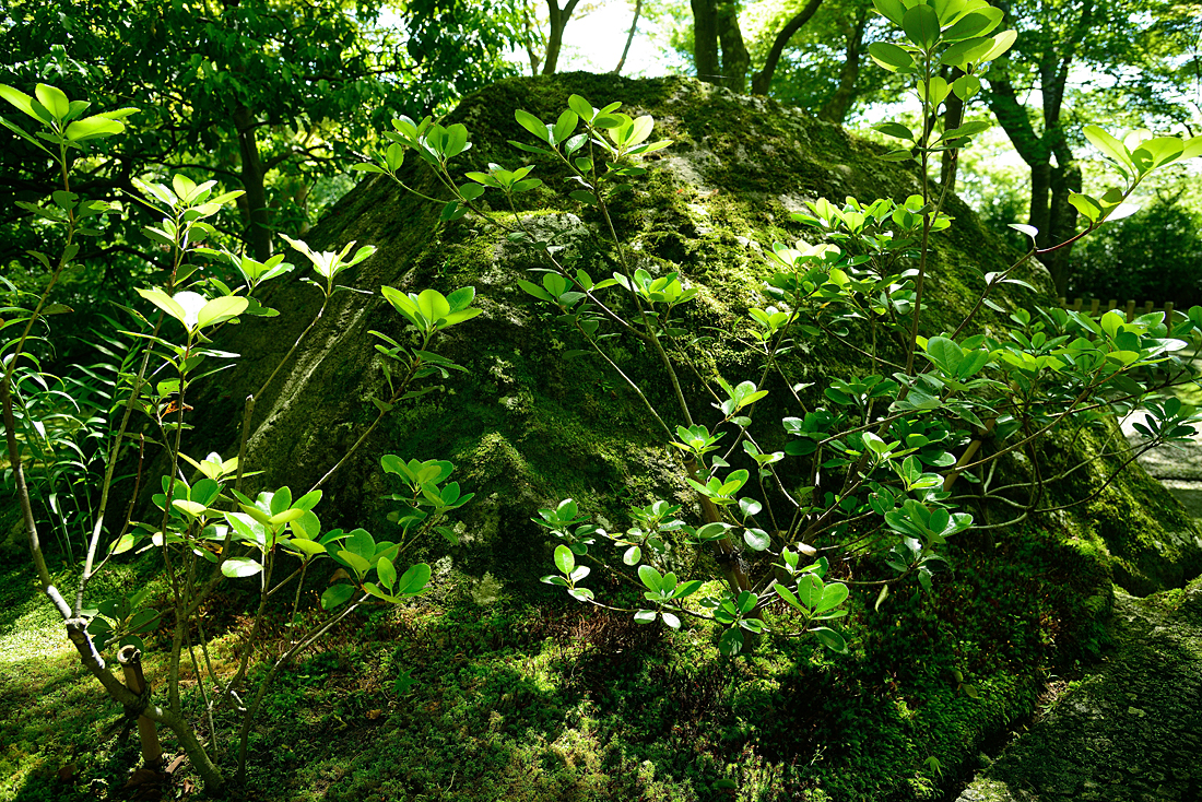 新緑の箱根美術館