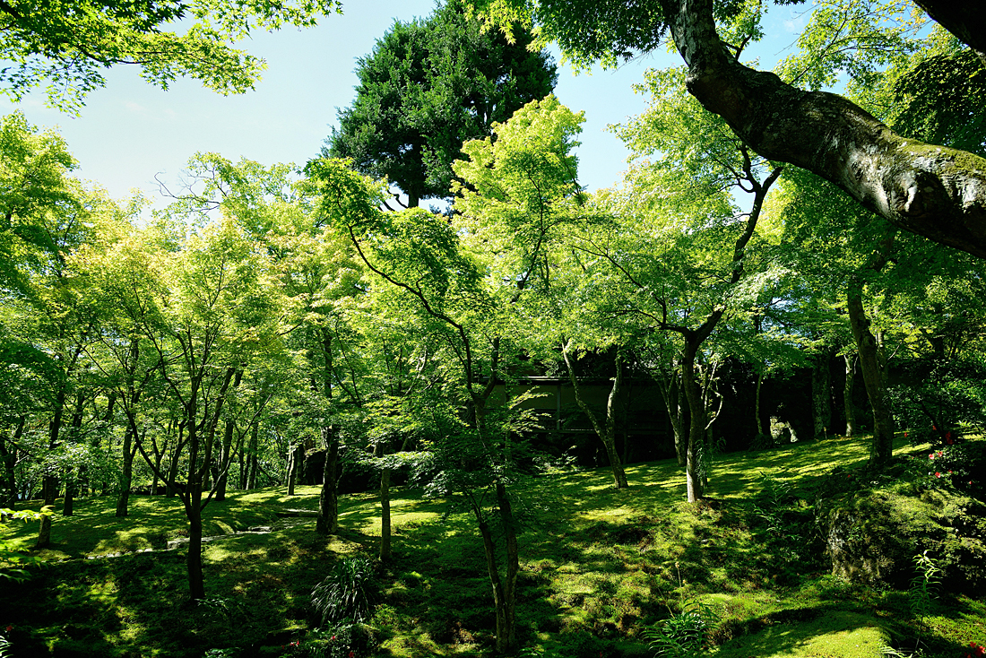 新緑の箱根美術館