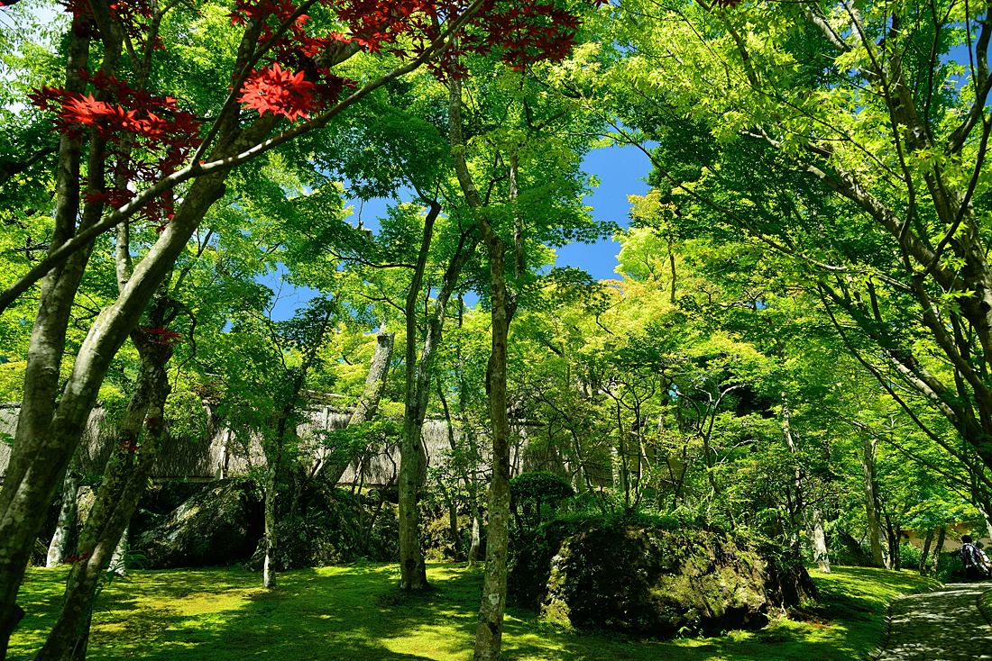 新緑の箱根美術館