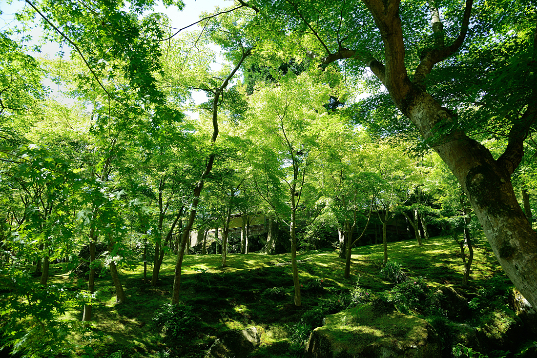 新緑の箱根美術館