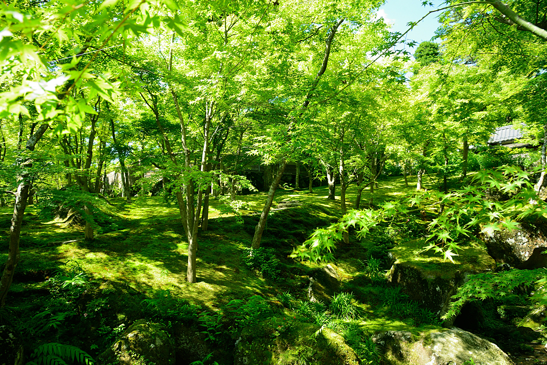 新緑の箱根美術館