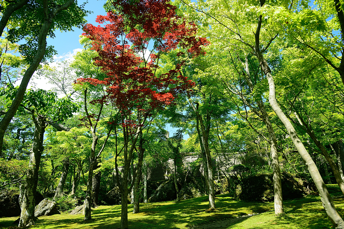 新緑の箱根美術館