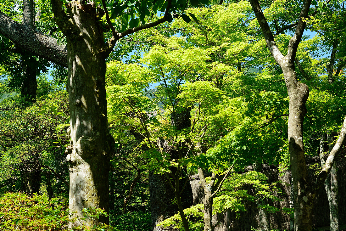 新緑の箱根美術館