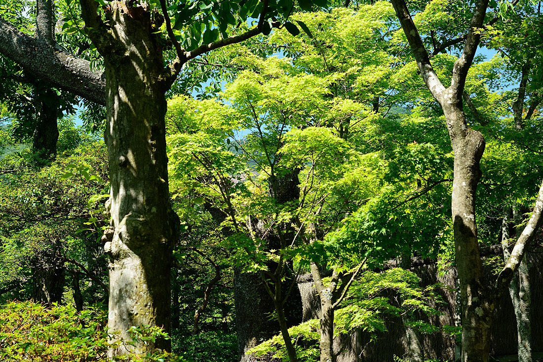 新緑の箱根美術館