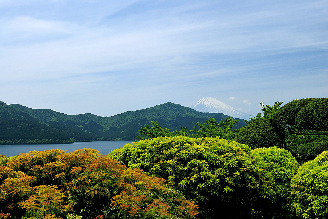 恩賜箱根公園の新緑