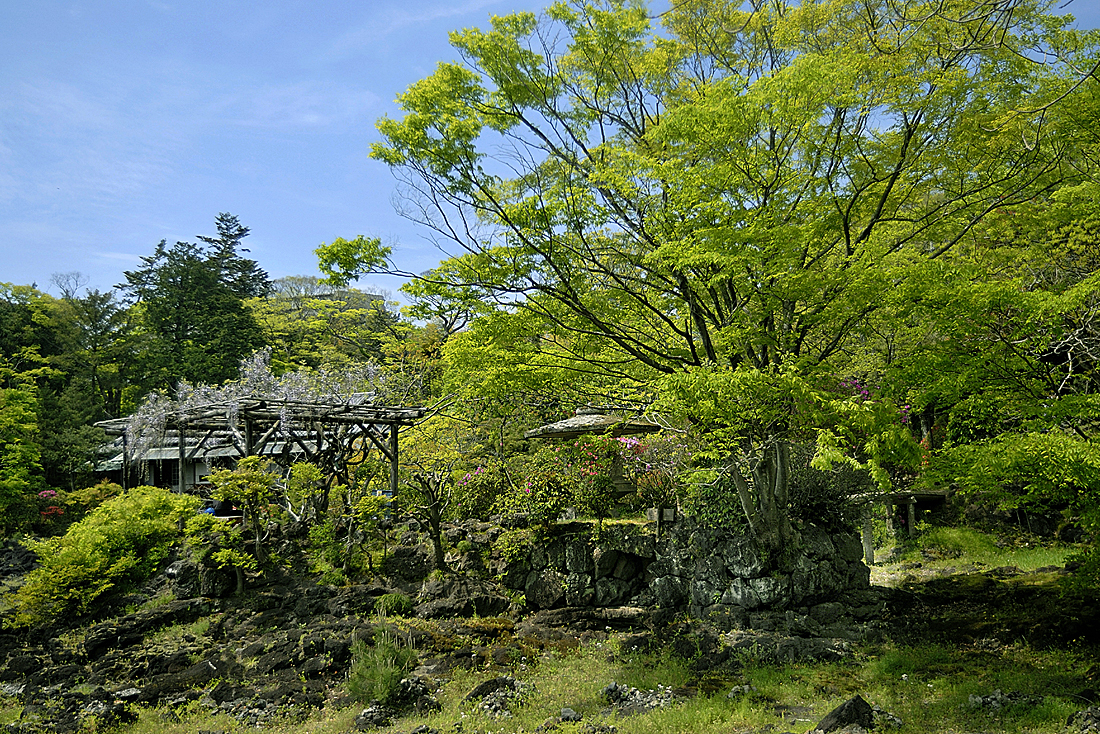 新緑の楽寿園