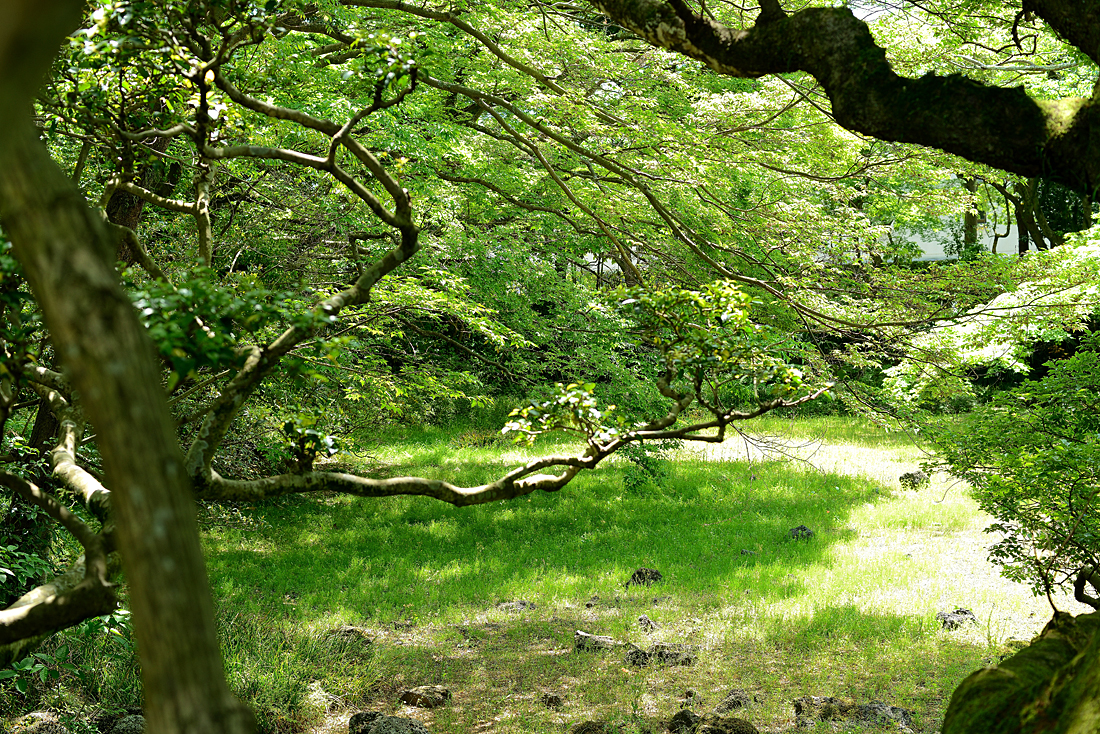 新緑の楽寿園