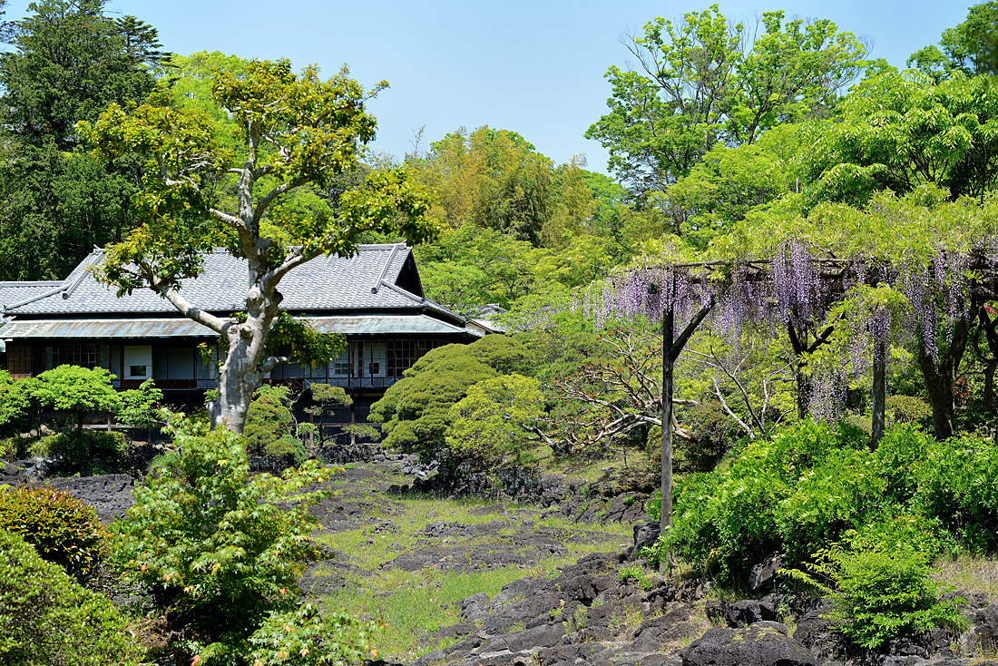 新緑の楽寿園