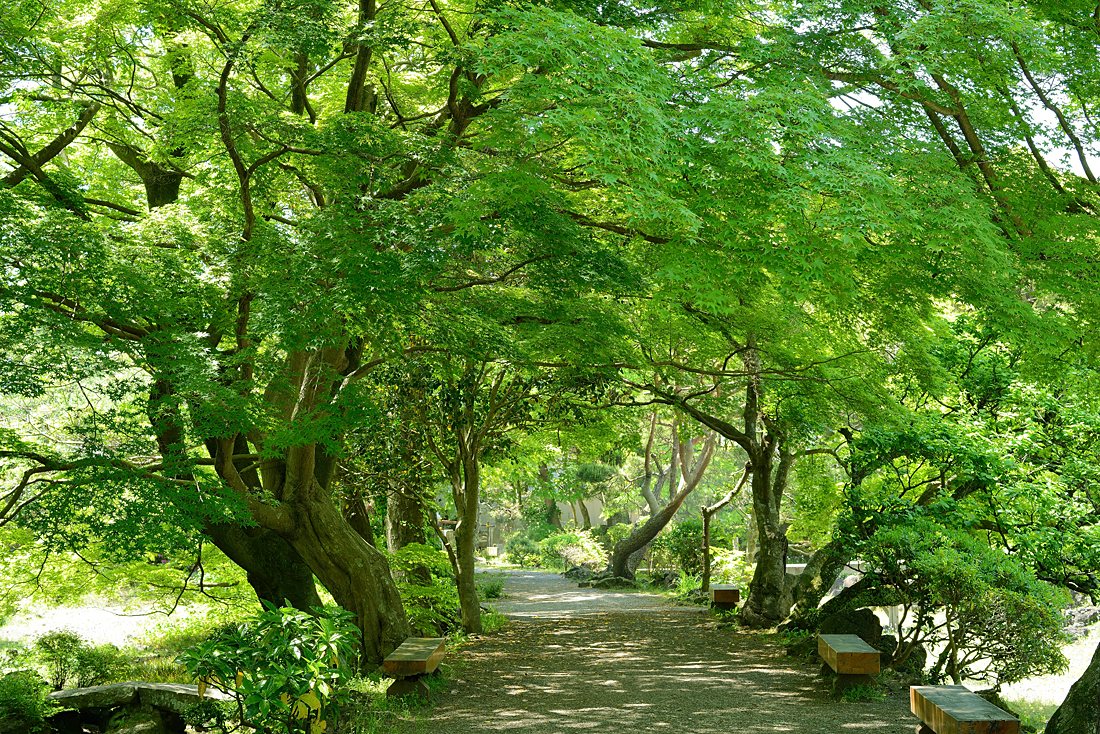 新緑の楽寿園