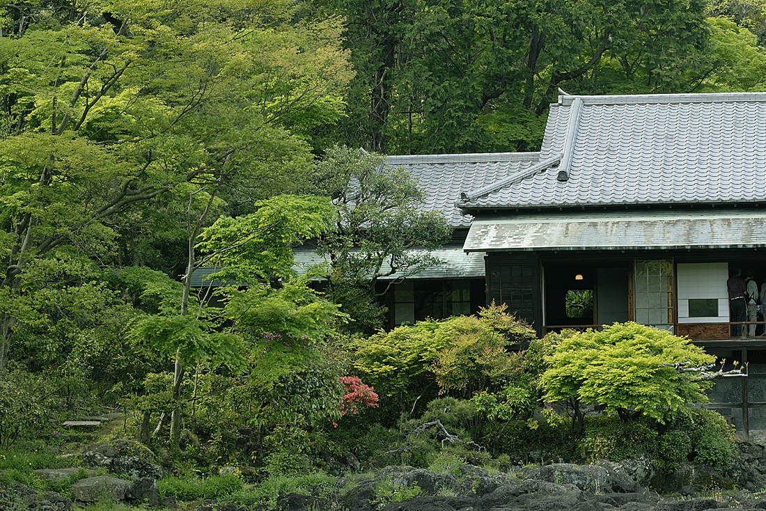 新緑の楽寿園