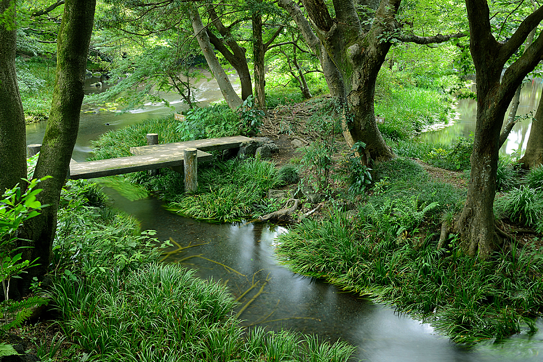 新緑の楽寿園