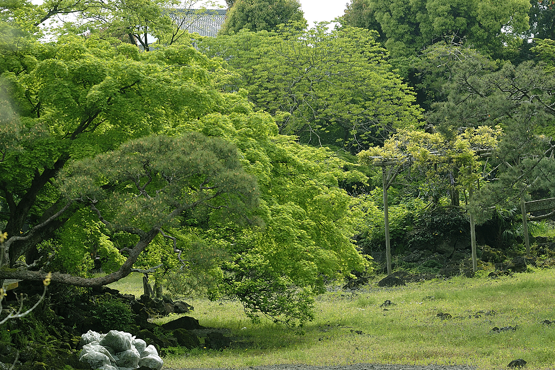 新緑の楽寿園