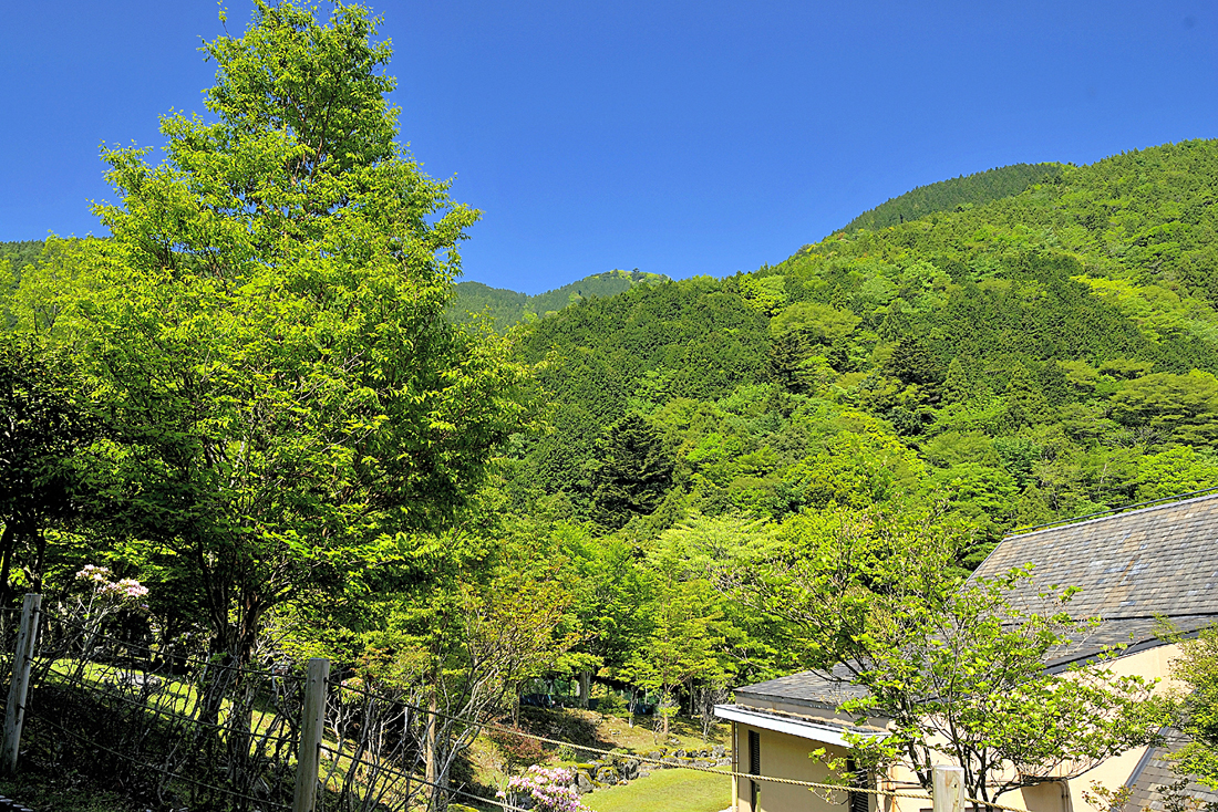 新緑の昭和の森