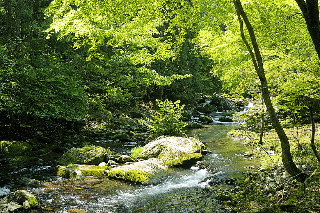 新緑の昭和の森