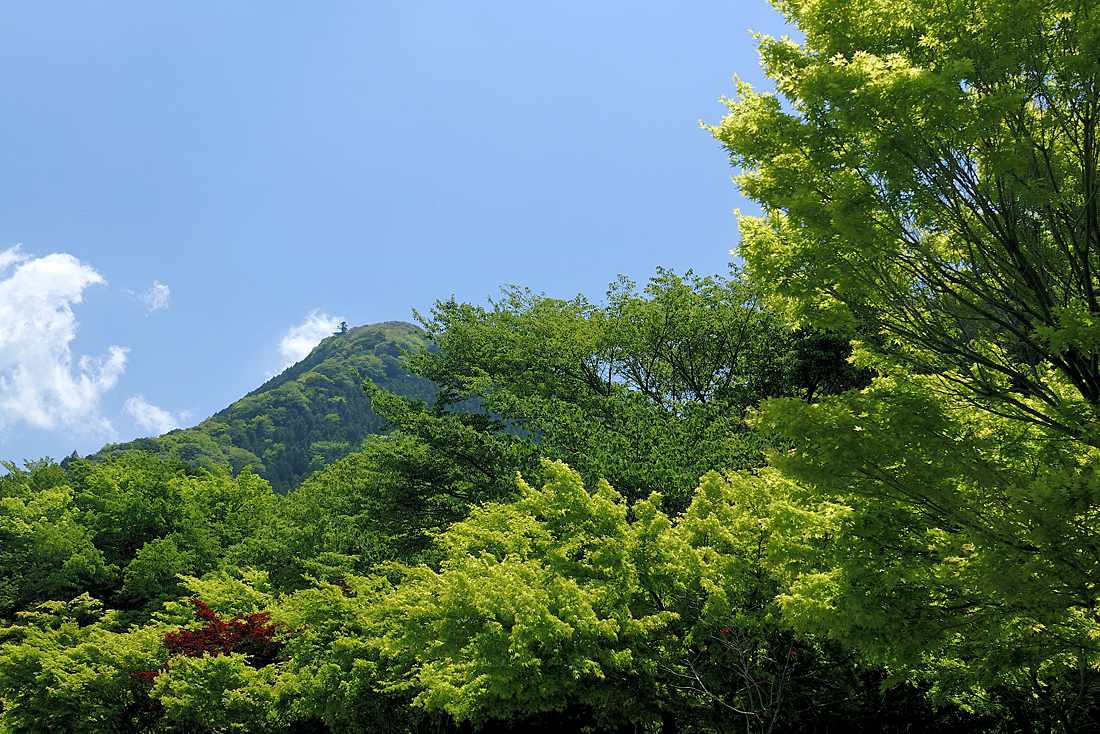 新緑の昭和の森