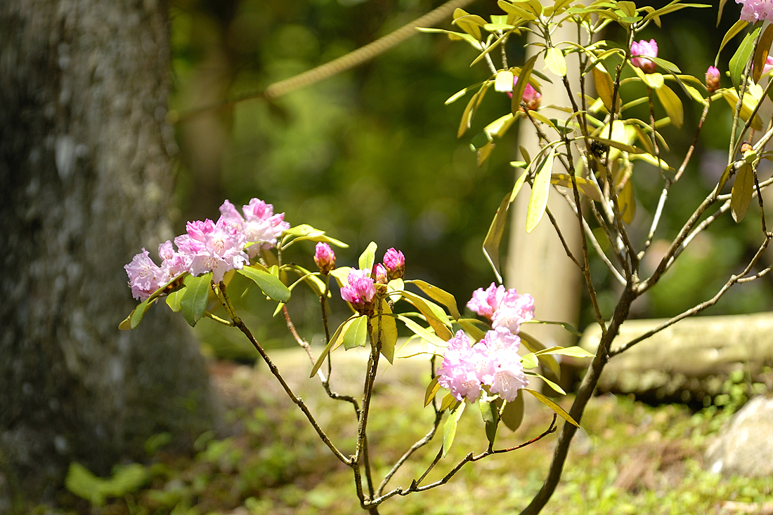 新緑の昭和の森