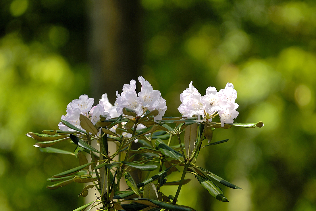 新緑の昭和の森