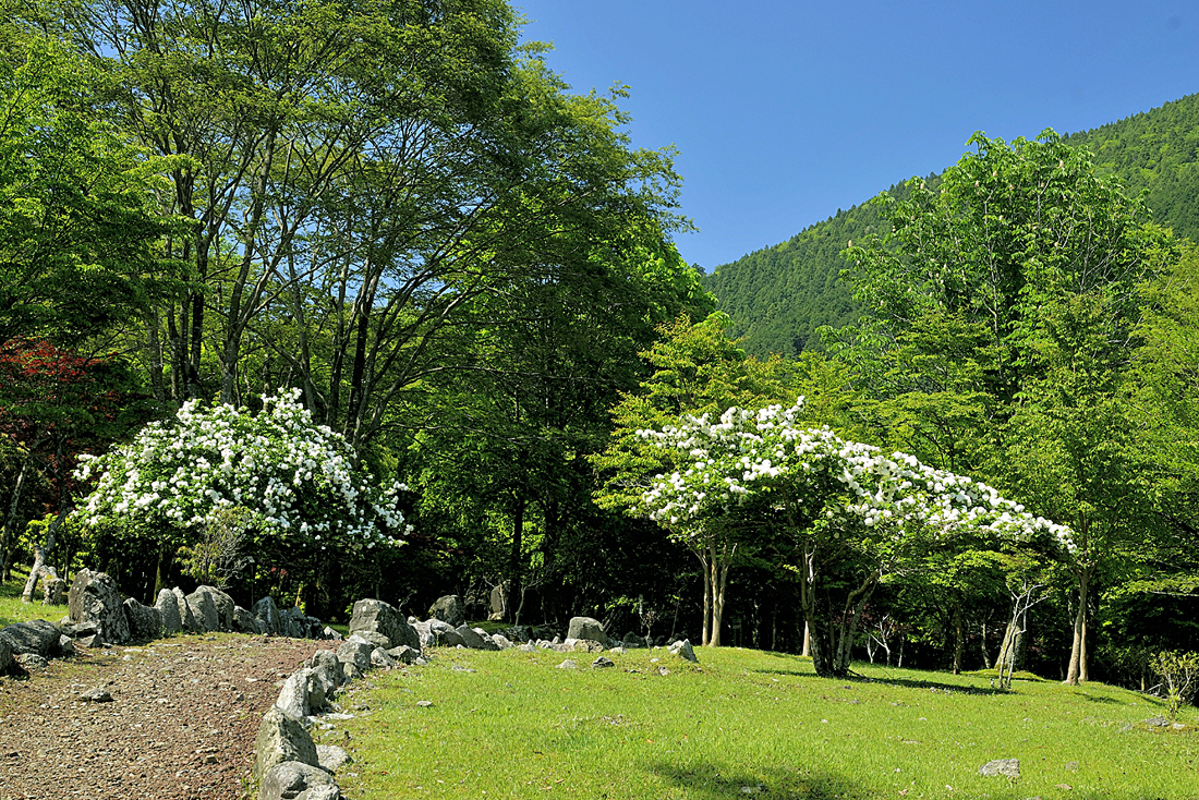 新緑の昭和の森