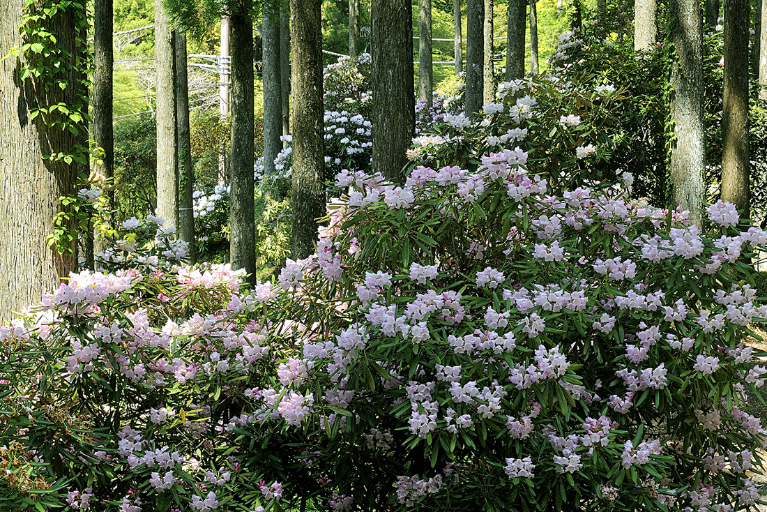 新緑の昭和の森
