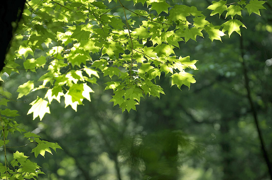 新緑の昭和の森