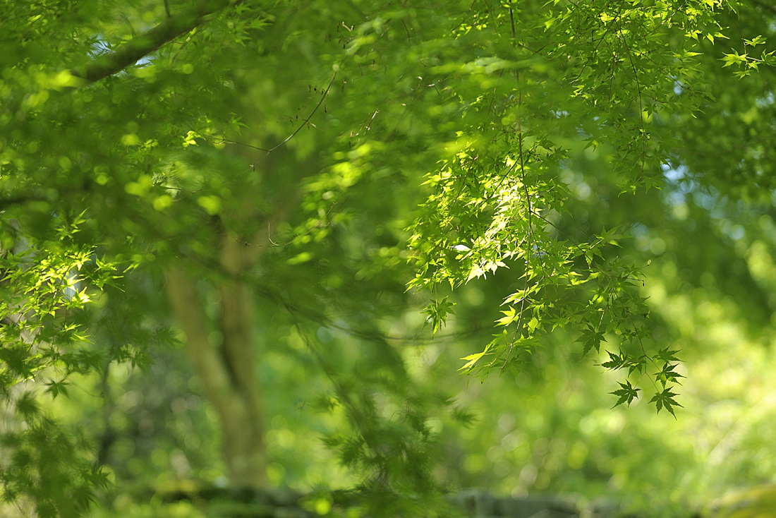 新緑の昭和の森