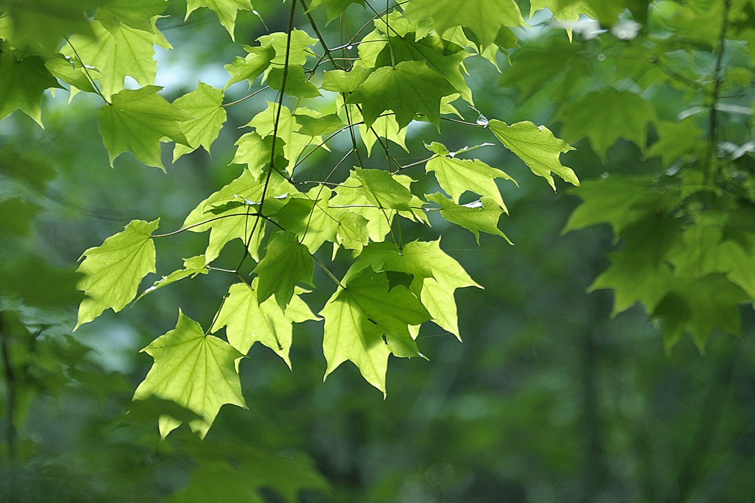 新緑の昭和の森