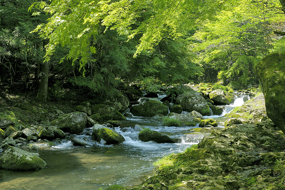 新緑の昭和の森