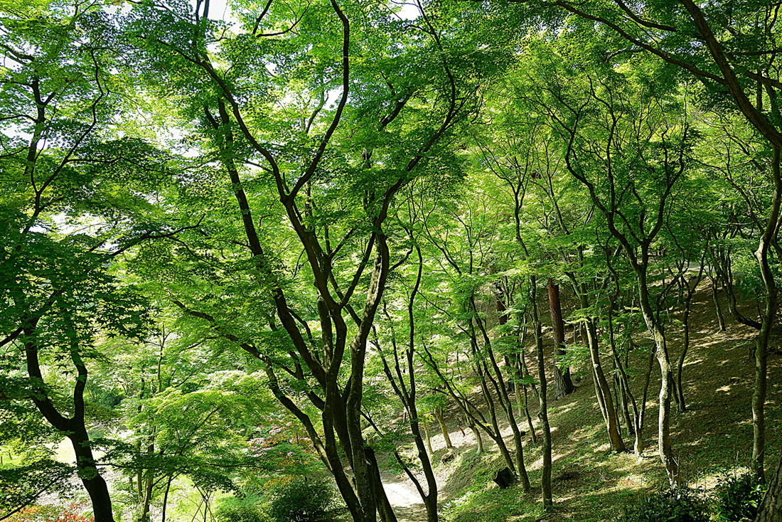 新緑の修善寺自然公園もみじ林