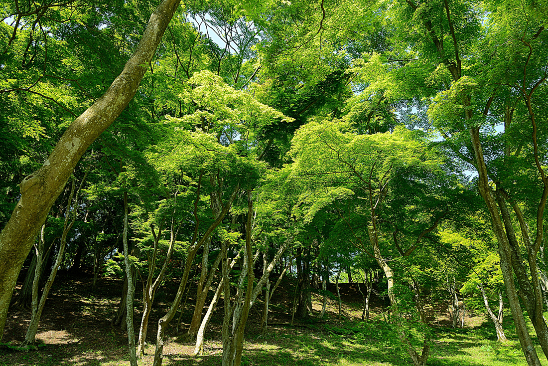 新緑の修善寺自然公園もみじ林