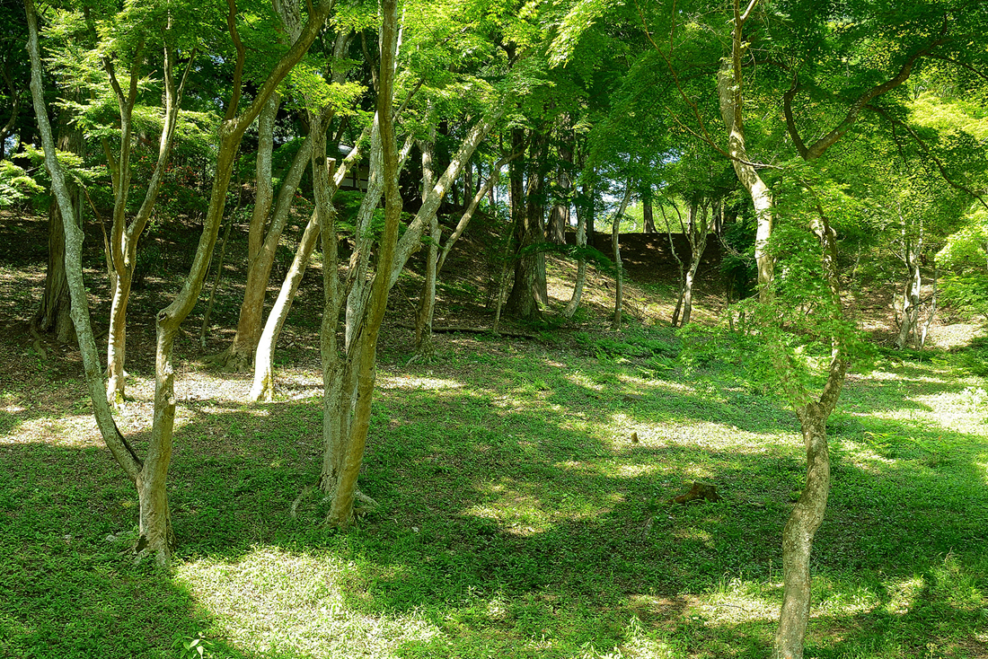 新緑の修善寺自然公園もみじ林
