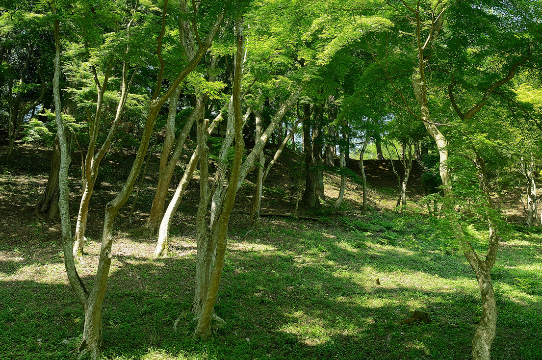 新緑の修善寺自然公園もみじ林