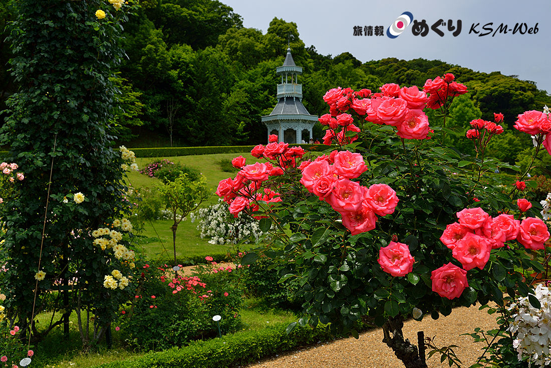 バガテル公園の秋バラ
