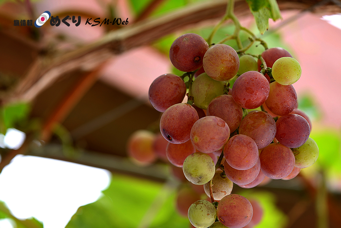中伊豆ワイナリーヒルズ
