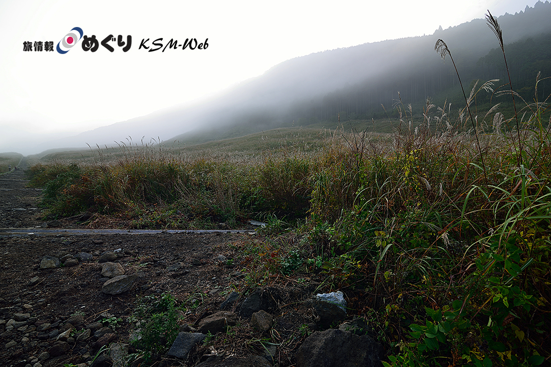 仙石原ススキ草原